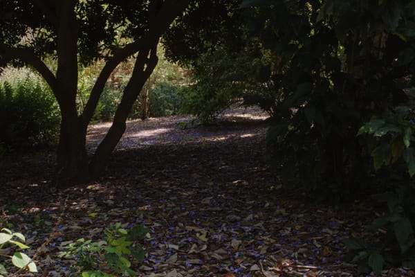 Purple jacaranda petals on woodland floor with spots of sun and dappled light.