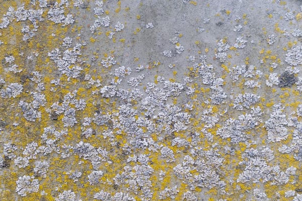 Closeup of yellow and gray lichen on weathered gray steel surface